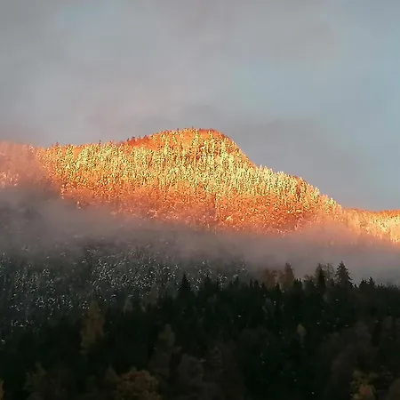 Marjetina Gozdna Hiska Ter (Ljubno)